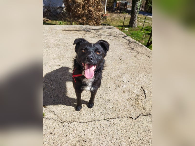 Verspielter ELVIS- sucht Zuhause für immer