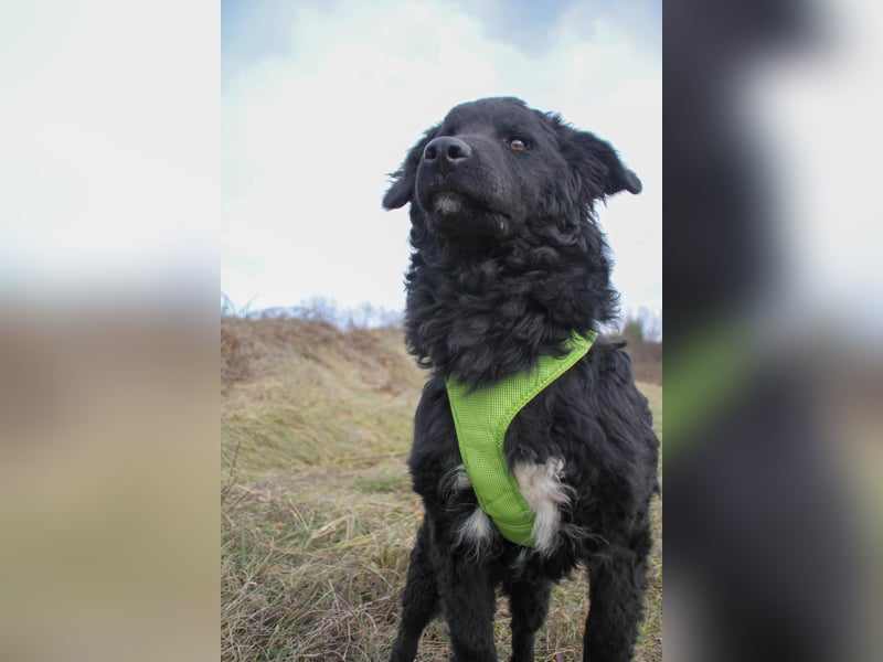 Verspielter TRUNTO - Traumbub mit dem Potential zum Herzenshund
