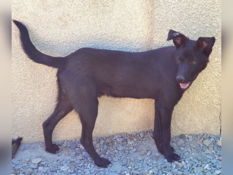 Kimo der kleine Schatz
