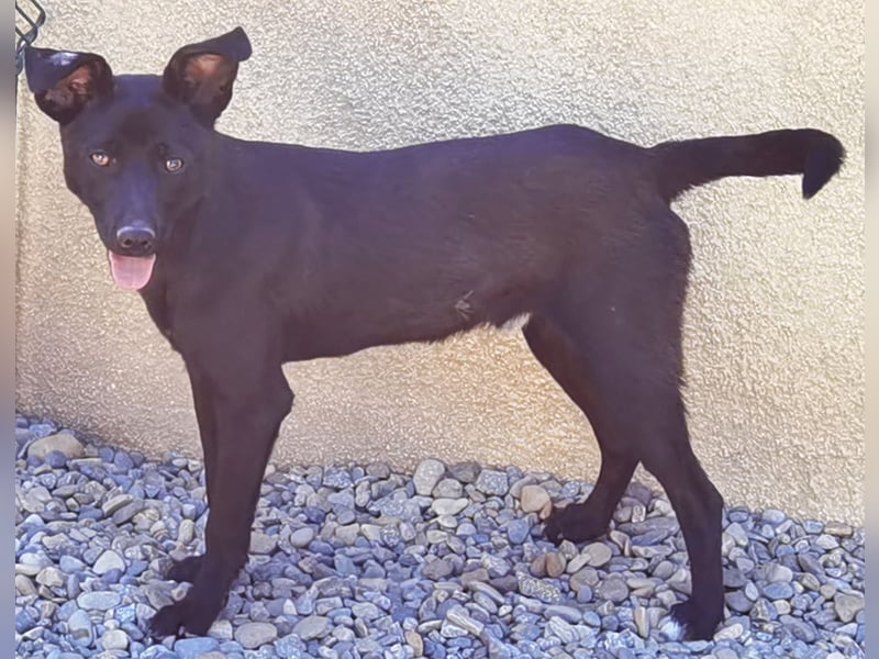 Kimo der kleine Schatz