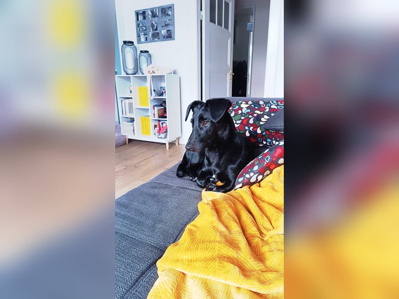Bill sucht ein liebevolles Zuhause mit Zeit und Geduld