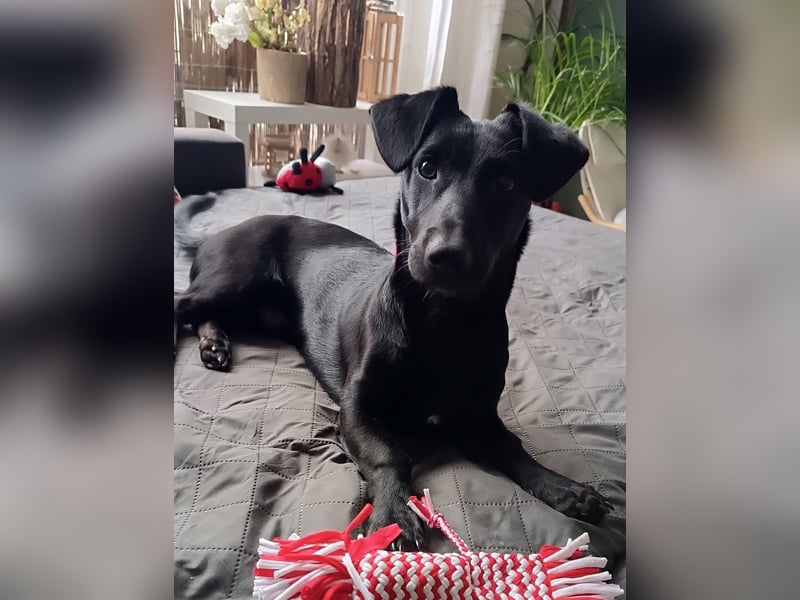 Bill sucht ein liebevolles Zuhause mit Zeit und Geduld