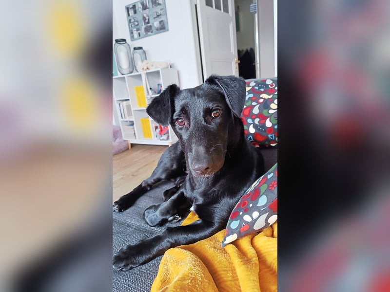 Bill sucht ein liebevolles Zuhause mit Zeit und Geduld