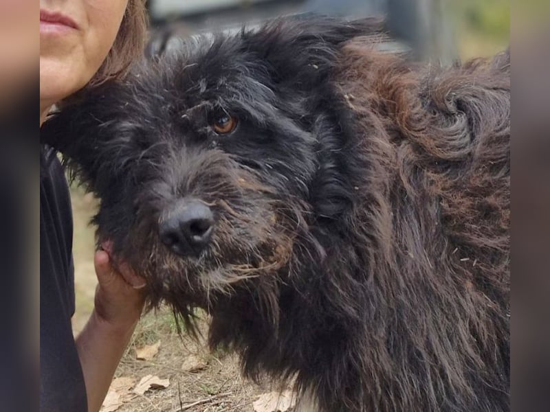 Bueno - freundlicher, verschmuster, ruhiger Schnauzer-Mix Rüde / z.Zt. noch in Rumänien