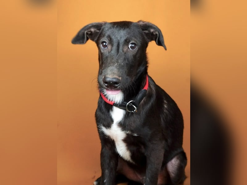 Nero(2) - schüchterner, freundlicher, aktiver, verspielter Rüde / z.Zt. noch in Rumänien