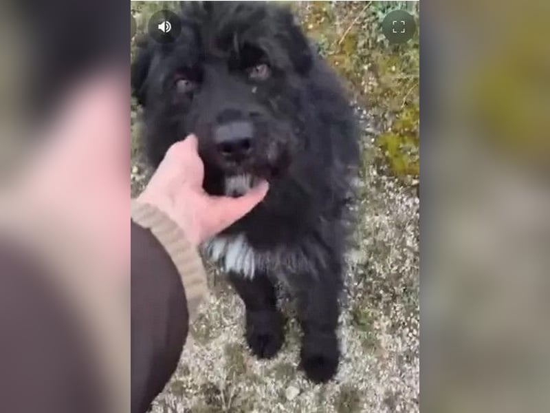 Bueno - freundlicher, verschmuster, ruhiger Schnauzer-Mix Rüde / z.Zt. noch in Rumänien