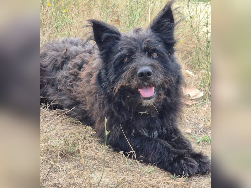 Bueno - freundlicher, verschmuster, ruhiger Schnauzer-Mix Rüde / z.Zt. noch in Rumänien
