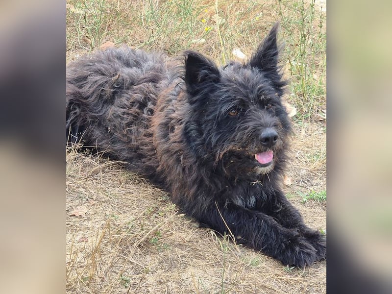 Bueno - freundlicher, verschmuster, ruhiger Schnauzer-Mix Rüde / z.Zt. noch in Rumänien