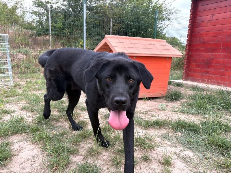 Ink - aktiver, lebhafter und verspielter Labrador-Mix Rüde / z.Zt. noch in Rumänien