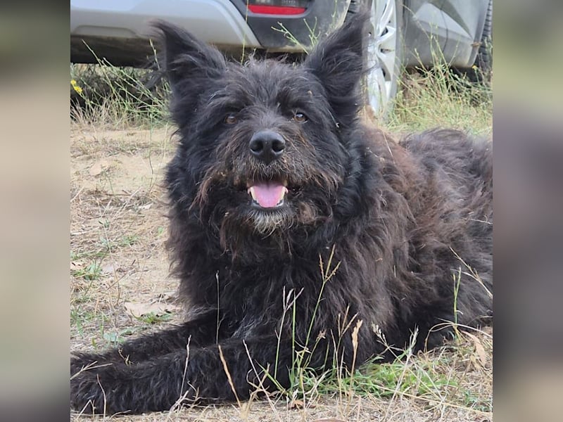 Bueno - freundlicher, verschmuster, ruhiger Schnauzer-Mix Rüde / z.Zt. noch in Rumänien