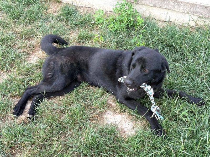 Ink - aktiver, lebhafter und verspielter Labrador-Mix Rüde / z.Zt. noch in Rumänien