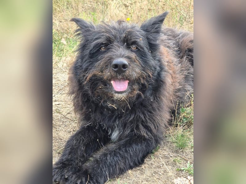 Bueno - freundlicher, verschmuster, ruhiger Schnauzer-Mix Rüde / z.Zt. noch in Rumänien
