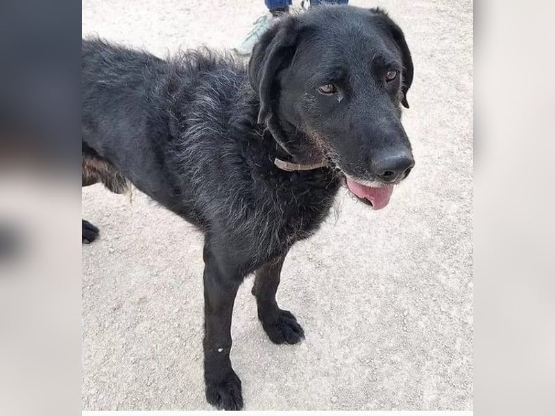 Franzisko - ruhiger, verträglicher, verschmuster Rüde - der Katzen kennt / z.Zt. noch in Spanien