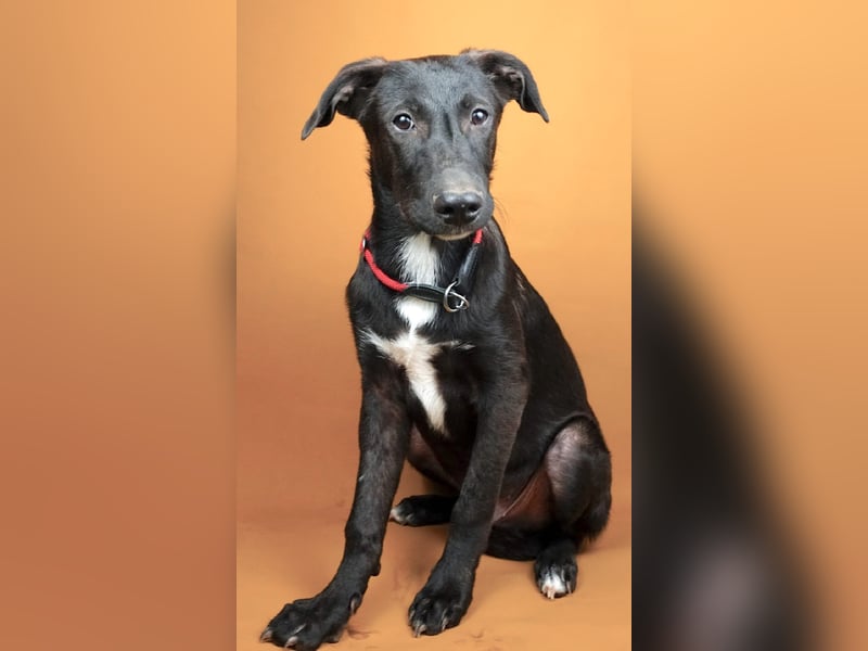 Nero(2) - schüchterner, freundlicher, aktiver, verspielter Rüde / z.Zt. noch in Rumänien