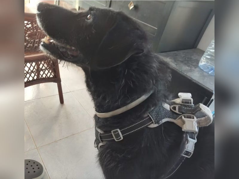 Franzisko - ruhiger, verträglicher, verschmuster Rüde - der Katzen kennt / z.Zt. noch in Spanien