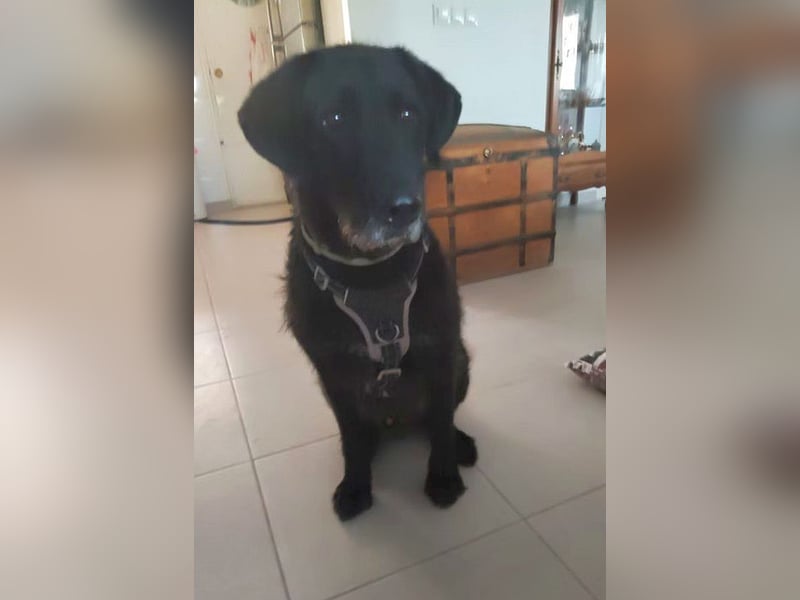 Franzisko - ruhiger, verträglicher, verschmuster Rüde - der Katzen kennt / z.Zt. noch in Spanien