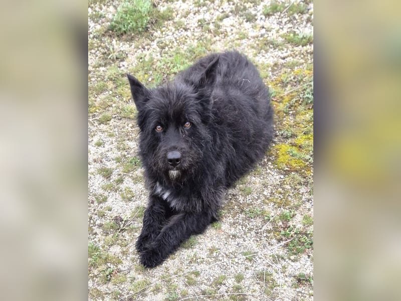 Bueno - freundlicher, sozialer Rüde / Dringend Pflegestelle oder Zuhause gesucht