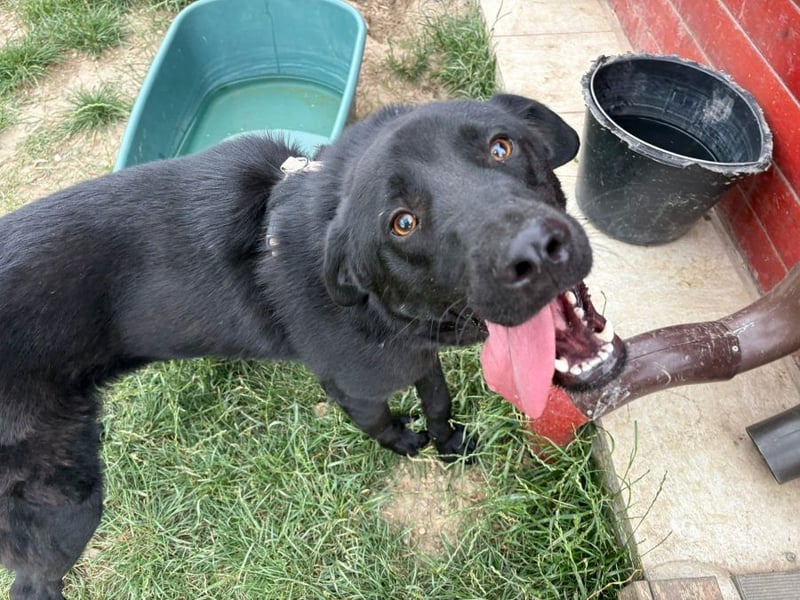 Ink - aktiver, lebhafter und verspielter Labrador-Mix Rüde / z.Zt. noch in Rumänien