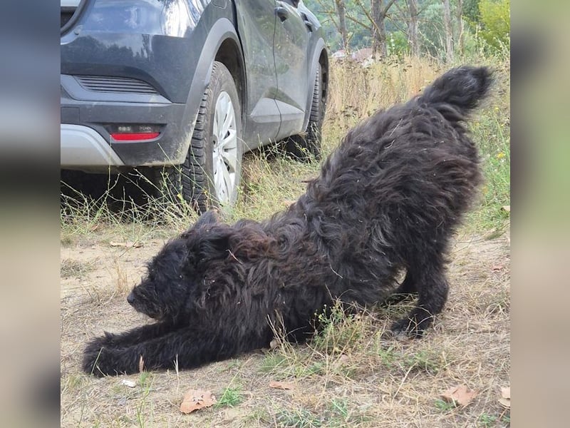 Bueno - freundlicher, verschmuster, ruhiger Schnauzer-Mix Rüde / z.Zt. noch in Rumänien