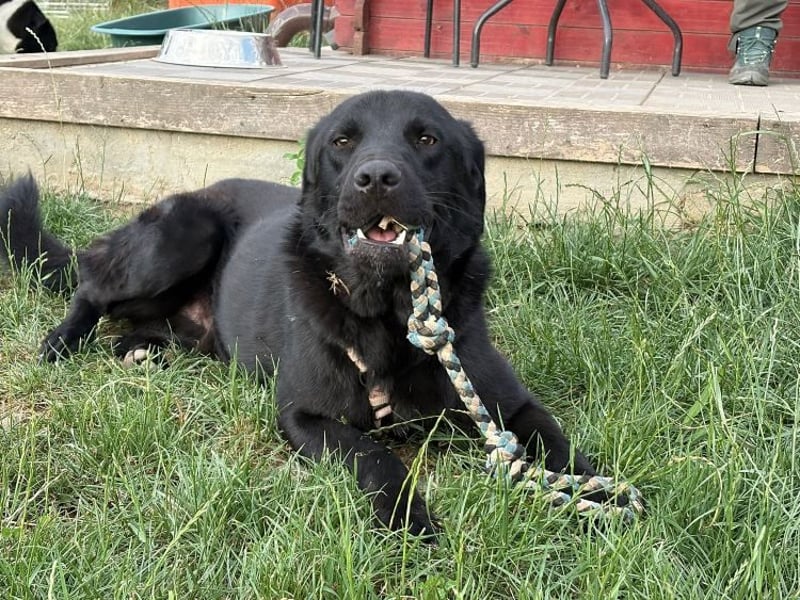 Ink - aktiver, lebhafter und verspielter Labrador-Mix Rüde / z.Zt. noch in Rumänien