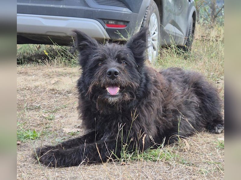Bueno - freundlicher, verschmuster, ruhiger Schnauzer-Mix Rüde / z.Zt. noch in Rumänien