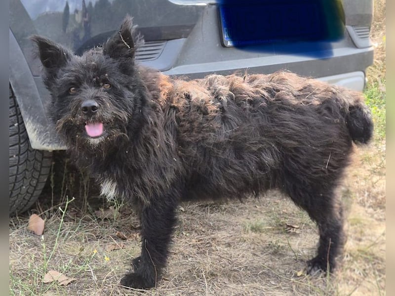 Bueno - freundlicher, verschmuster, ruhiger Schnauzer-Mix Rüde / z.Zt. noch in Rumänien