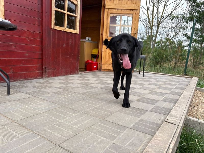 Ink - aktiver, lebhafter und verspielter Labrador-Mix Rüde / z.Zt. noch in Rumänien