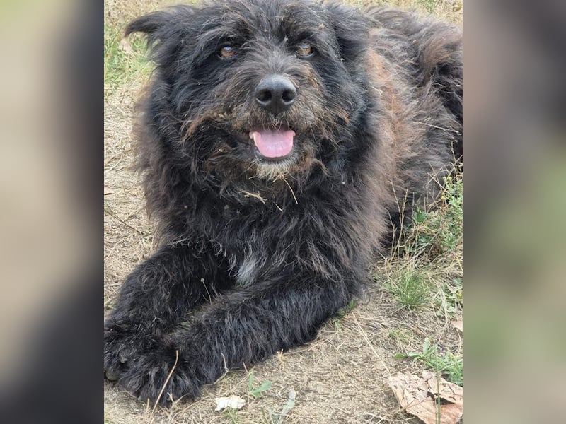 Bueno - freundlicher, verschmuster, ruhiger Schnauzer-Mix Rüde / z.Zt. noch in Rumänien