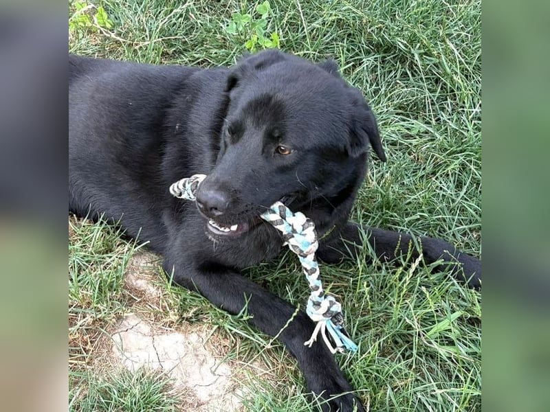 Ink - aktiver, lebhafter und verspielter Labrador-Mix Rüde / z.Zt. noch in Rumänien