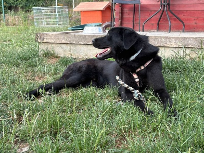 Ink - aktiver, lebhafter und verspielter Labrador-Mix Rüde / z.Zt. noch in Rumänien