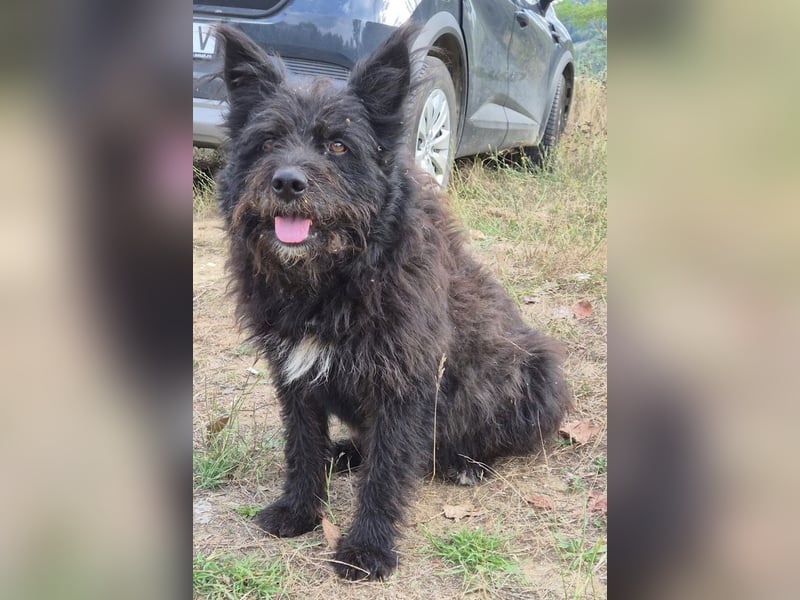 Bueno - freundlicher, verschmuster, ruhiger Schnauzer-Mix Rüde / z.Zt. noch in Rumänien