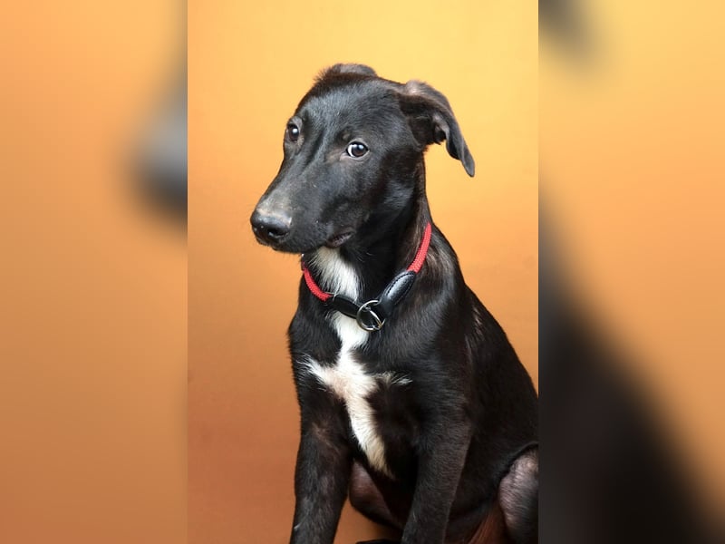 Nero(2) - schüchterner, freundlicher, aktiver, verspielter Rüde / z.Zt. noch in Rumänien