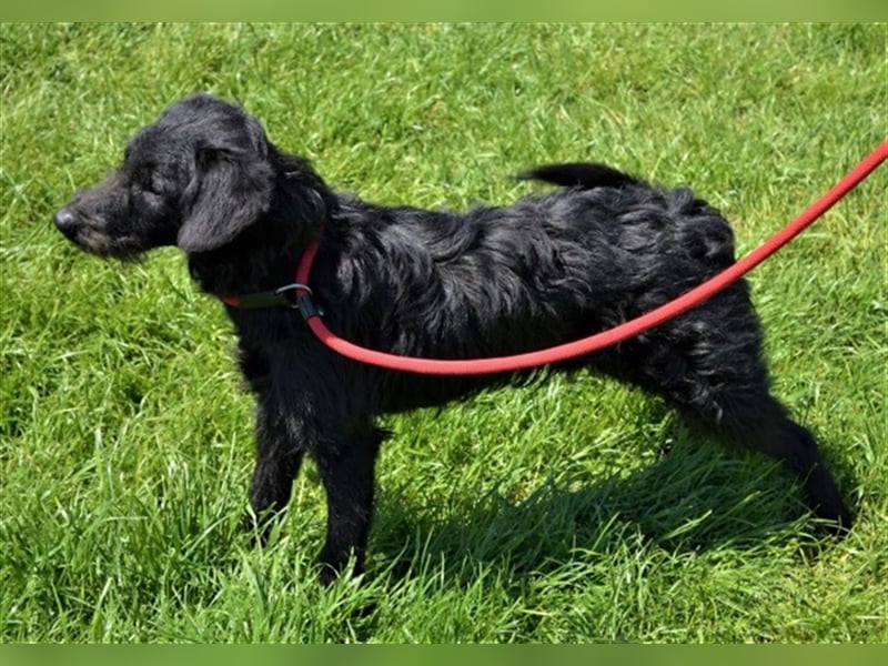 Kevin - toller Kumpel sucht