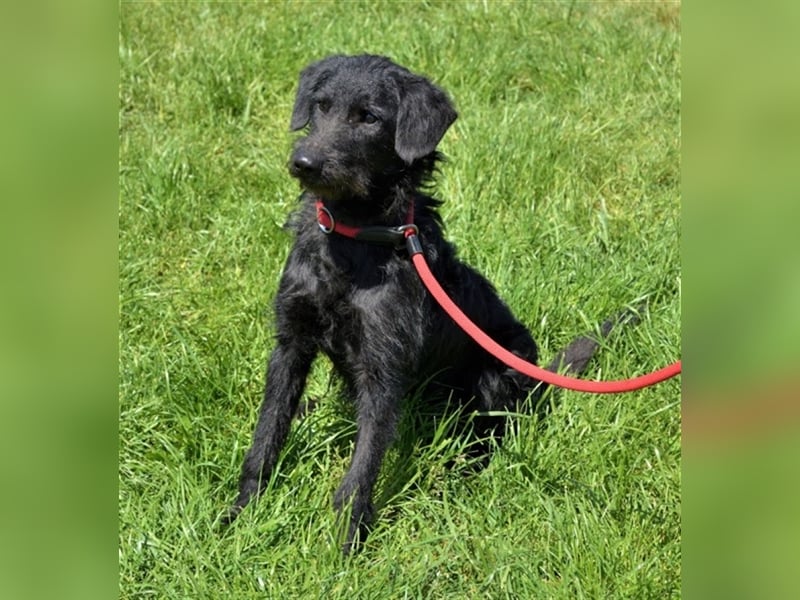 Kevin - toller Kumpel sucht