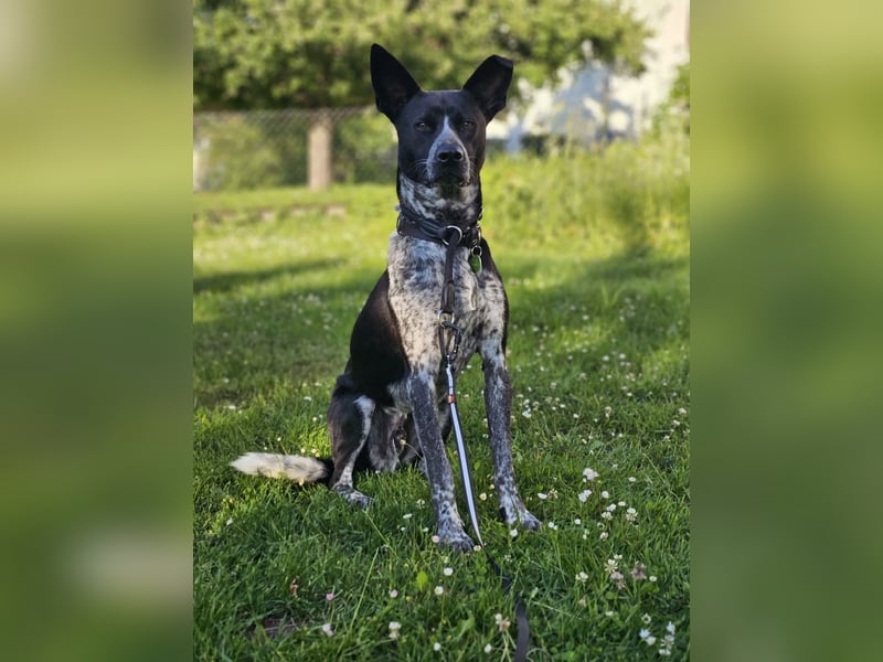 HANNES - Notfall bei Fulda!