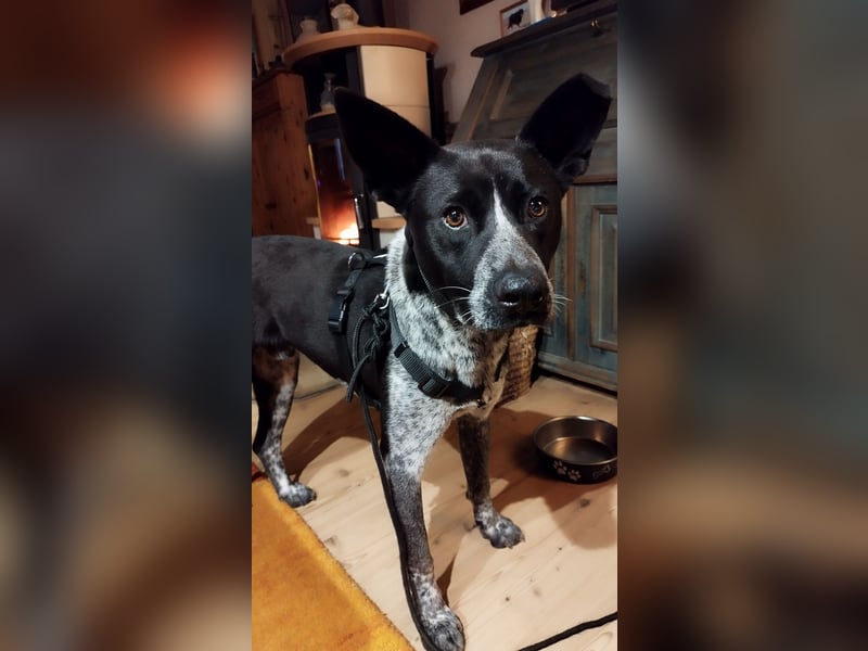 HANNES - Notfall bei Fulda!