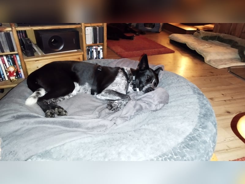 HANNES - Notfall bei Fulda!