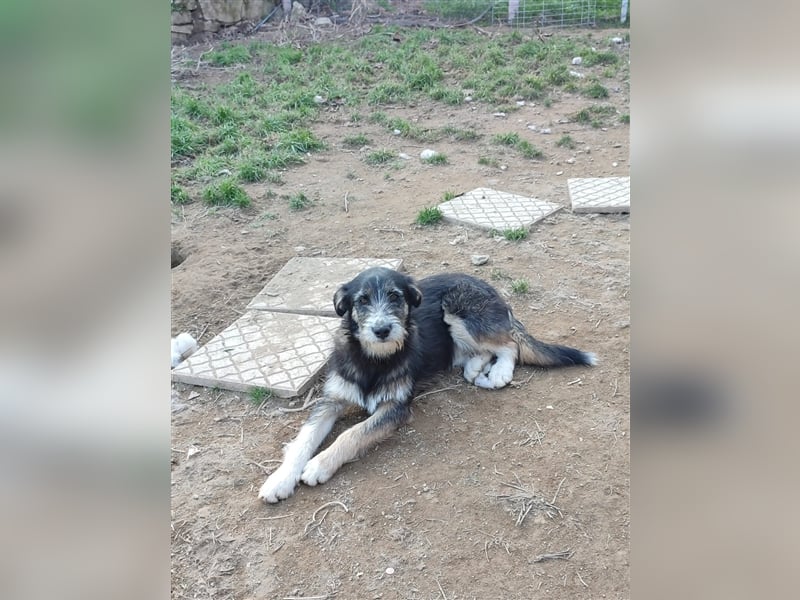 FRED sucht sein Traumkörbchen