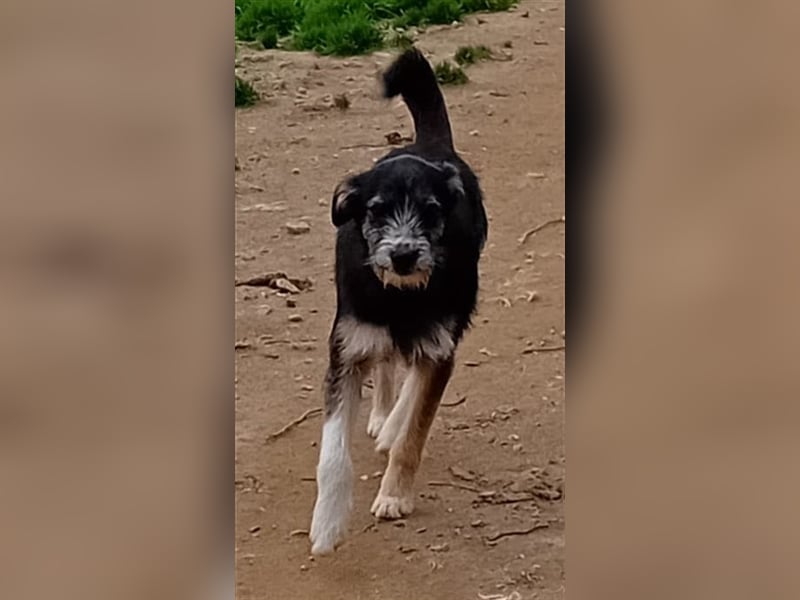 FRED sucht sein Traumkörbchen
