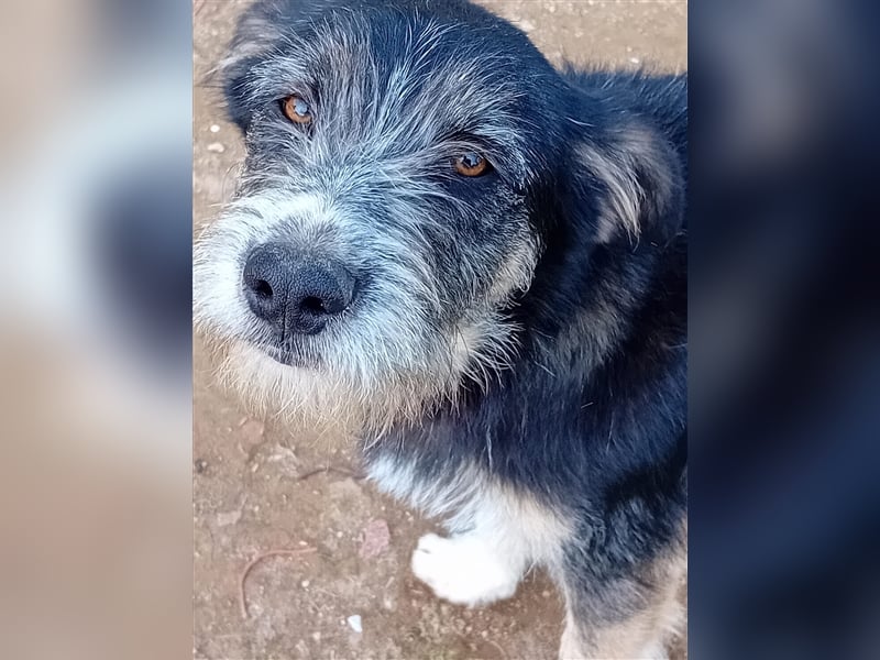 FRED sucht sein Traumkörbchen