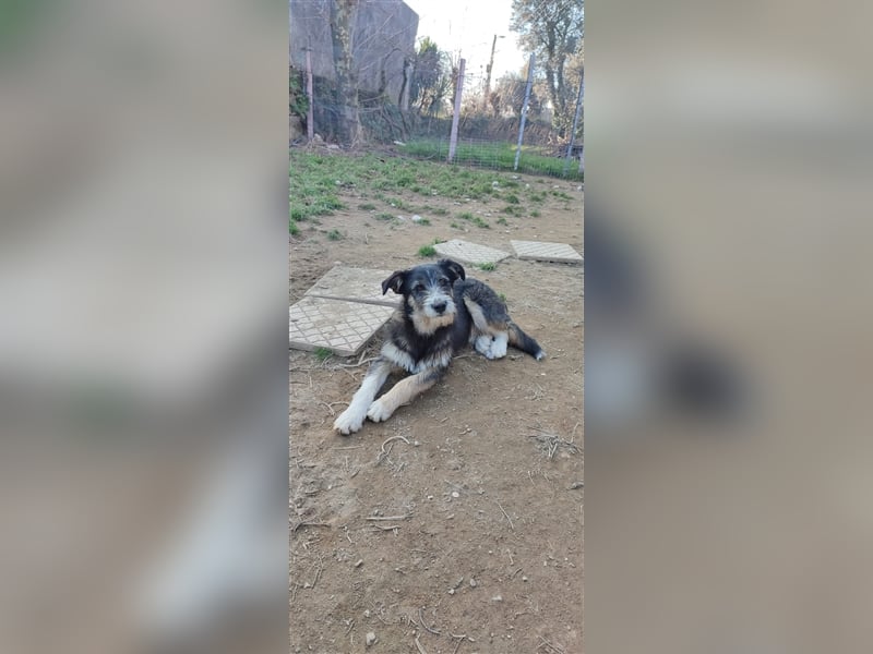 FRED sucht sein Traumkörbchen