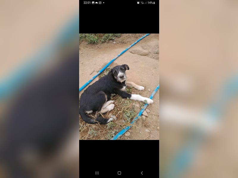 FRED sucht sein Traumkörbchen