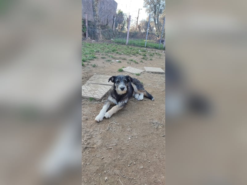 FRED sucht sein Traumkörbchen