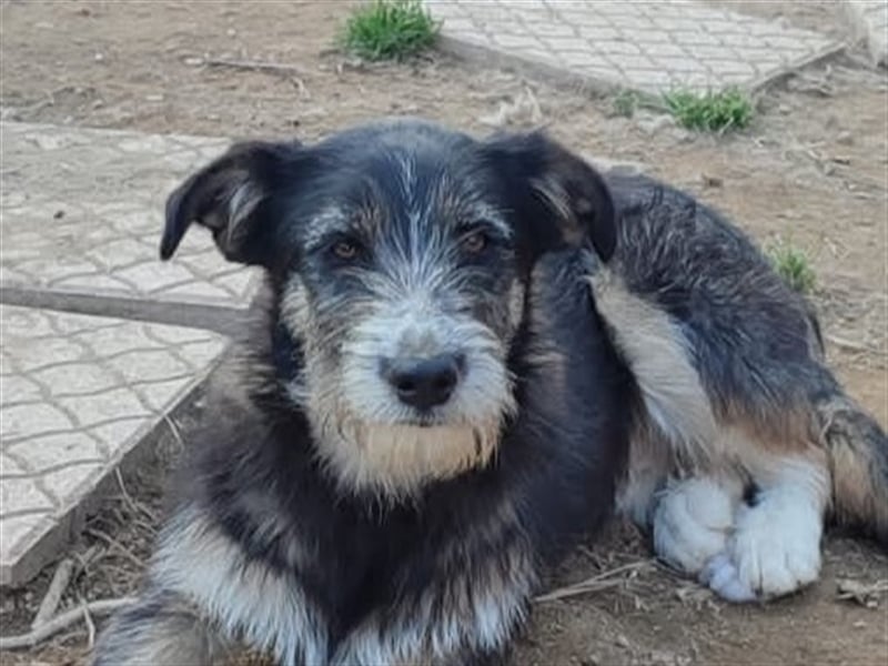 FRED sucht sein Traumkörbchen