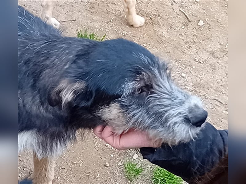 FRED sucht sein Traumkörbchen