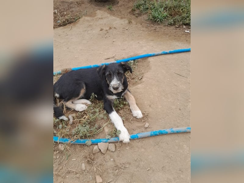 FRED sucht sein Traumkörbchen