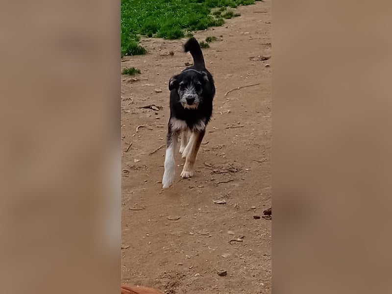 FRED sucht sein Traumkörbchen