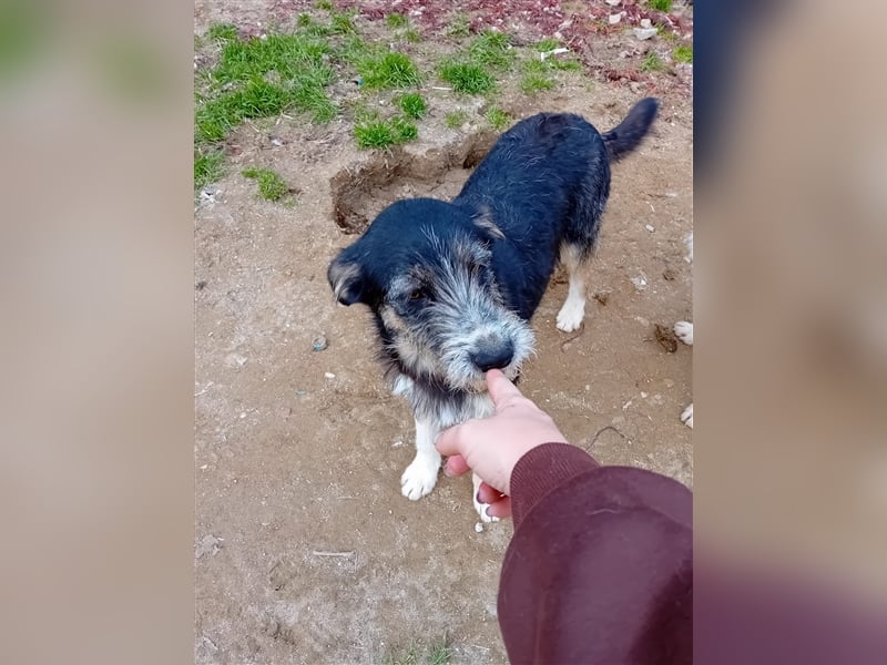 FRED sucht sein Traumkörbchen