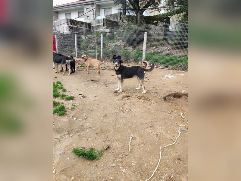 FRED sucht sein Traumkörbchen