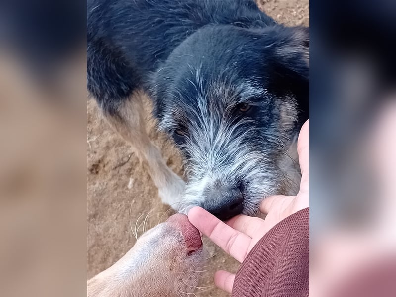 FRED sucht sein Traumkörbchen